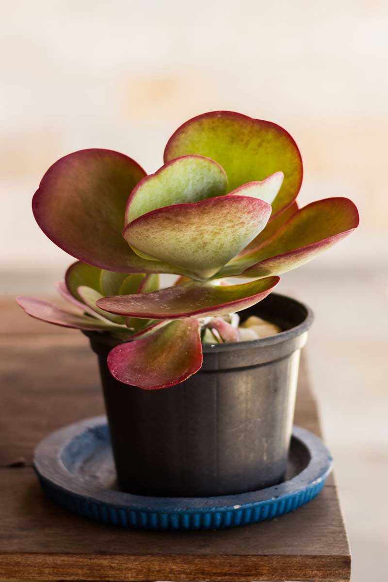 Plantas Do Jardim E Como E Como Fotografar As Mesmas Flores