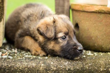 Um post sobre adoção de cachorro